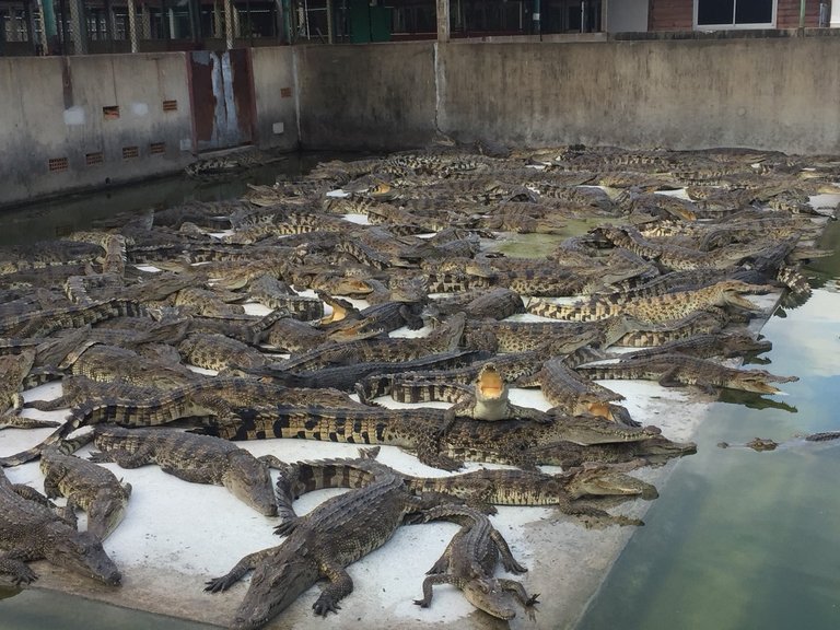 Samutprakarn Crocodile Farm and Zoo15.jpg