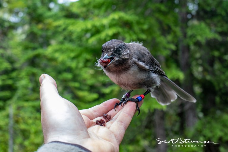 Canada Jay-1.jpg