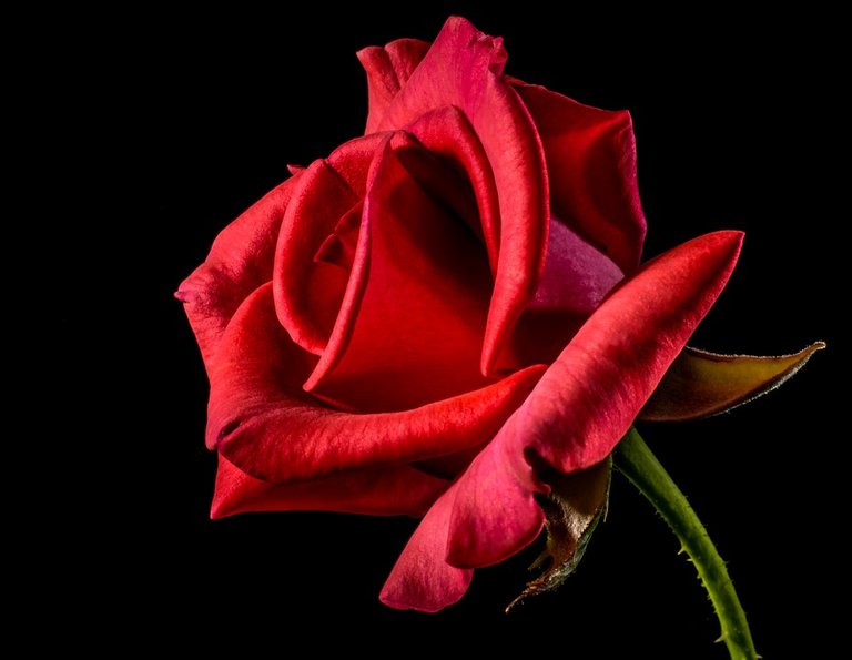 red-rose-320868_960_720.jpg