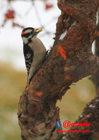 Downy Woodpecker PFW03.jpg