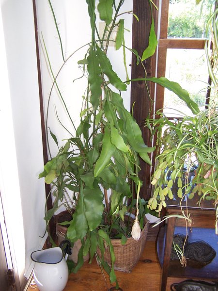 Night-blooming Cereus - Epiphyllum oxypetalum crop August 2019.jpg