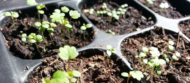 seedlings.jpg