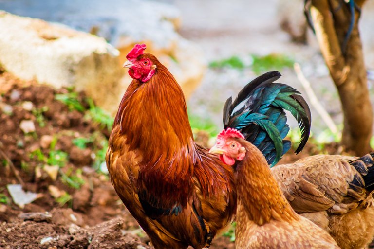 animals-blurred-background-chicken-1216482.jpg