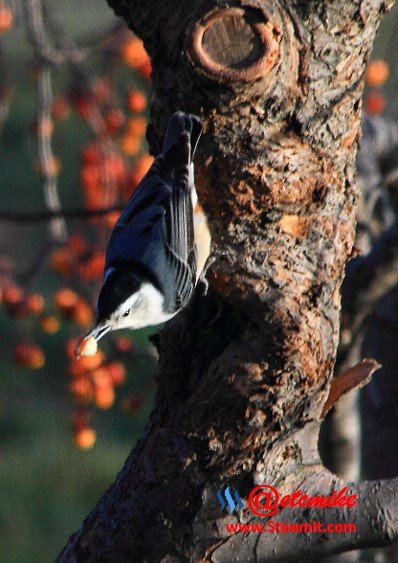 White-breasted Nuthatch PFW24.jpg