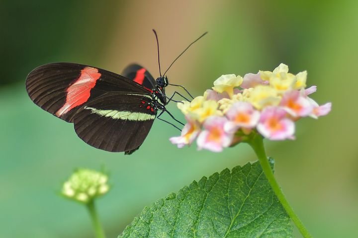 butterfly-3424840__480.jpg