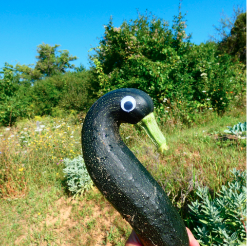 Zucchini GooglyGoose by @kalemandra