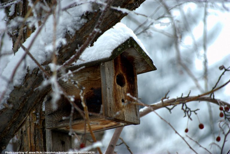 BirdhouseInWinter-002-120218.jpg