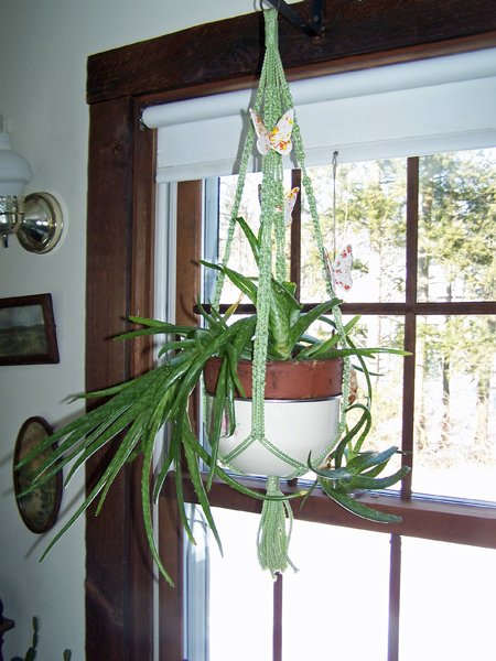 Hanging aloe crop December 2019.jpg