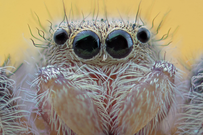 jumping-spider.png