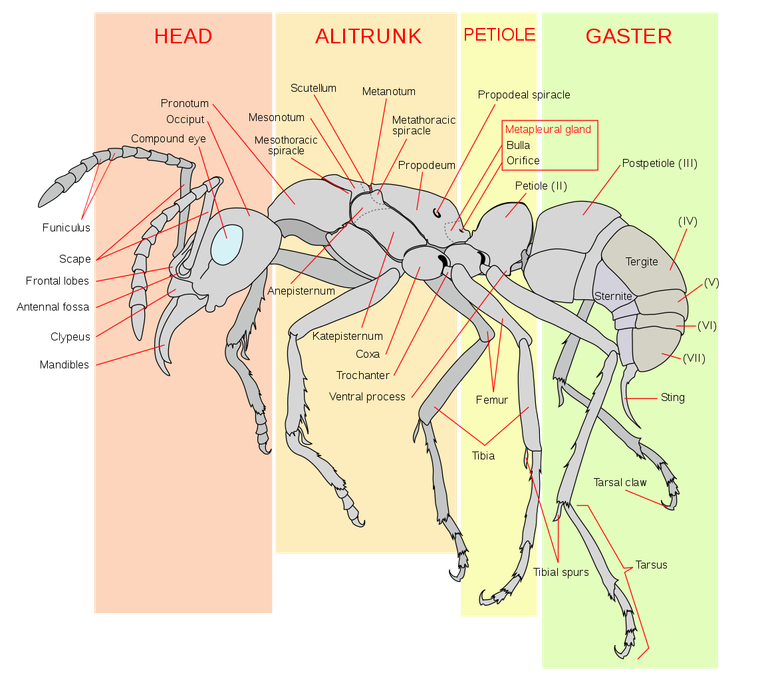 1155px-Scheme_ant_worker_anatomy-en.svg.png