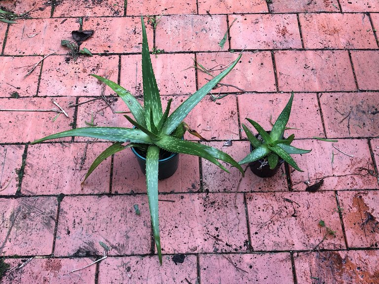 Aloe Vera