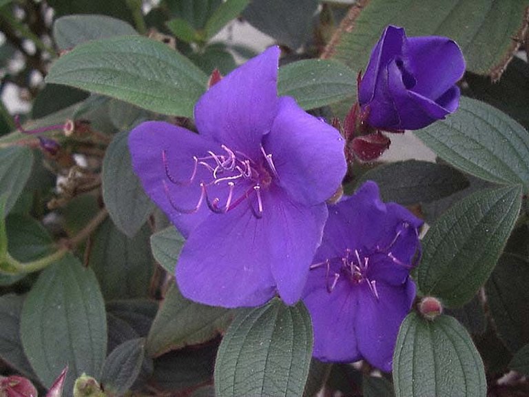 Tibouchina-urvilleana-3.jpg