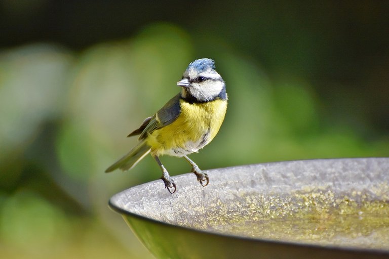 blue-tit-3693297_960_720.jpg