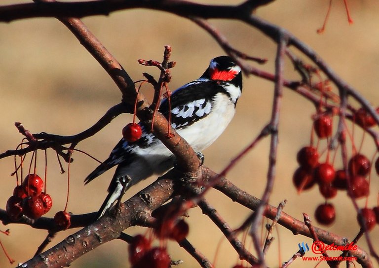 Downy Woodpecker IMG_0161.JPG