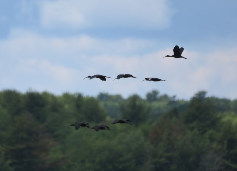 Glossy Ibis in flight.JPG