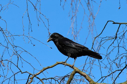 crow-284491__340.jpg