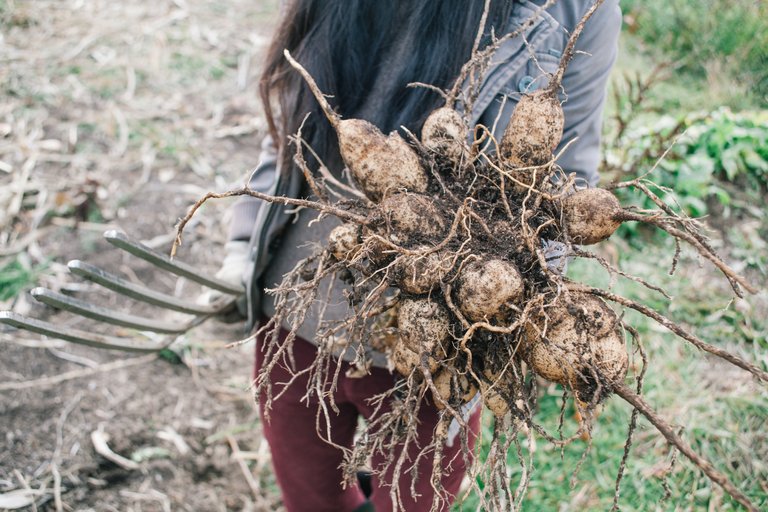 digging-tubers-2.jpg