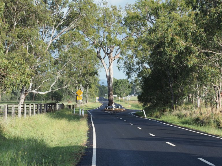 tree-in-road-800px.JPG