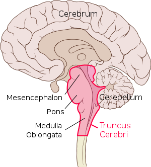 300px-Brain_sagittal_section_stem_highlighted.svg.png