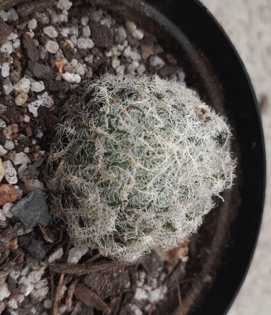 haworthia arachnoida.jpg