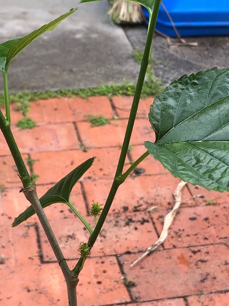 Mulberry fruiting in a pot