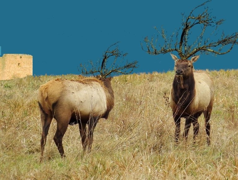 elk blue sky.jpg