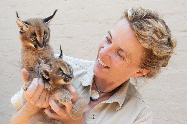 Lynx baby cats (Caracal) 2014.jpg