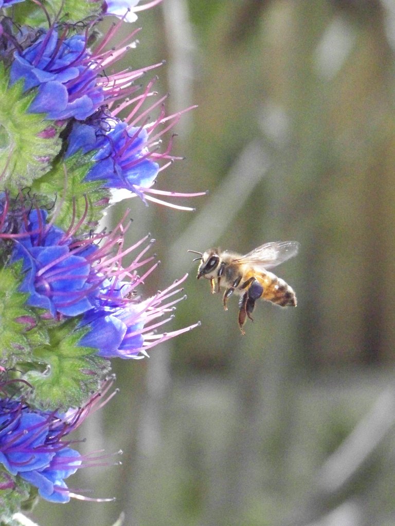 bee 100_1650.JPG