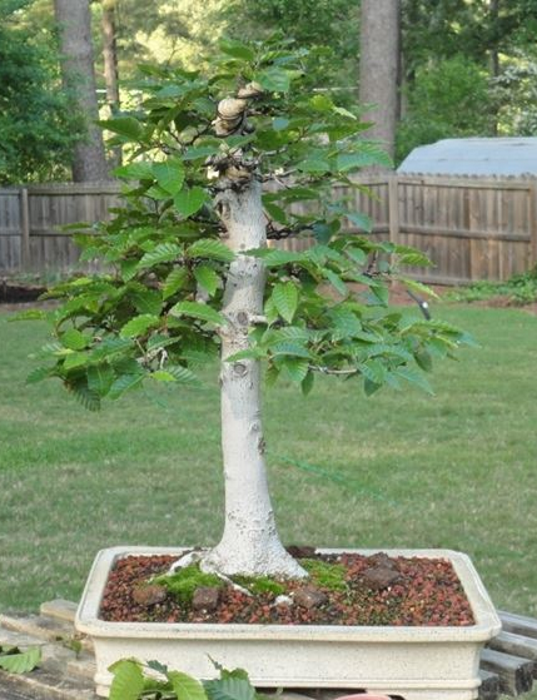 19.-bonsai-di-faggio_NG2.jpg