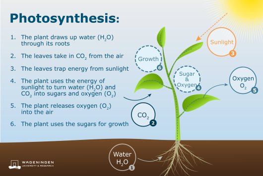 photosynthesis-in-weed.png