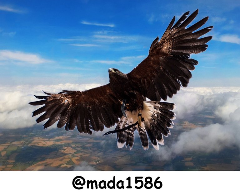 harris-hawk-2536177_1280 @mada1586.jpg