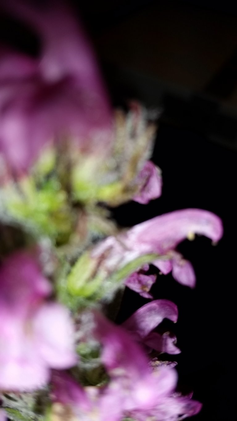Pedicularis lanata.jpg