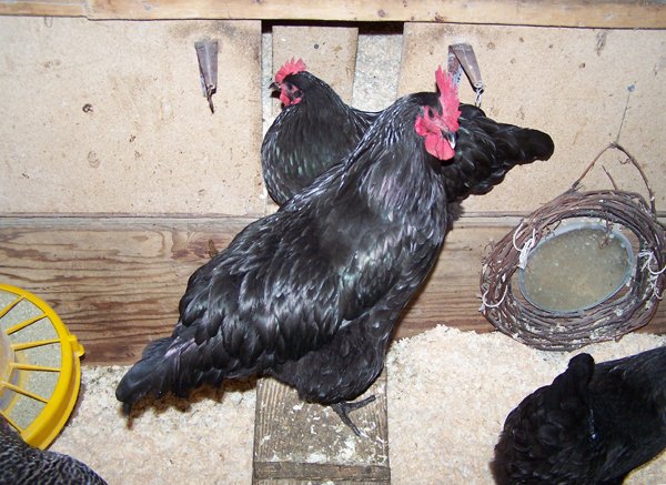 Australorp rooster crop December 2019.jpg