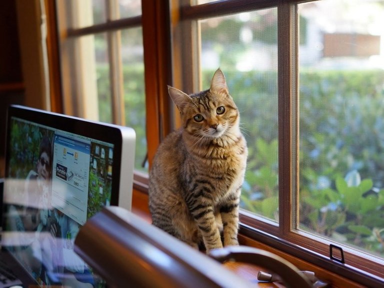 tener-gato-en-casa-ventajas-inconvenientes.jpg