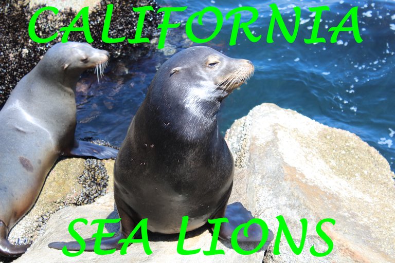 SeaLionsP1cover.JPG