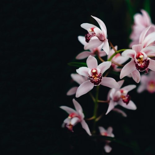 Orchids.jpg