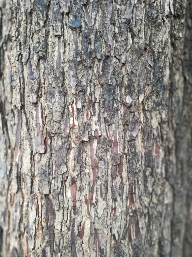 tree bark 9.jpeg