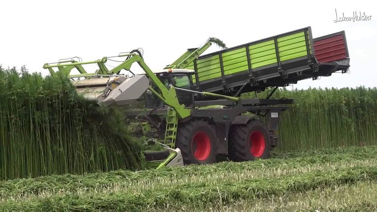 Hemp Harvest.jpg