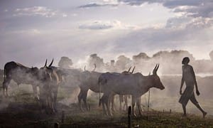 Cattle-belonging-to-the-N-007.jpg