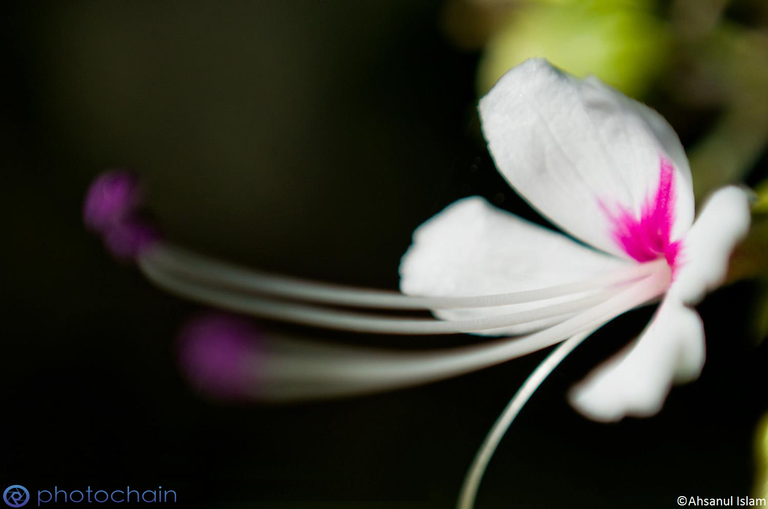 flower_photochain_1.png