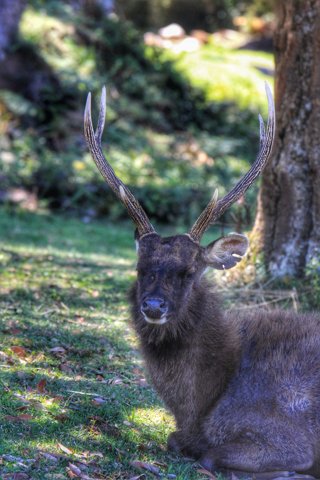 Sambar Deer forest.jpg