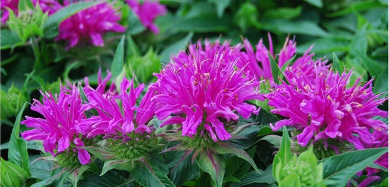 Bee-Balm-Costa-Farms-Perennial-Hero.jpg