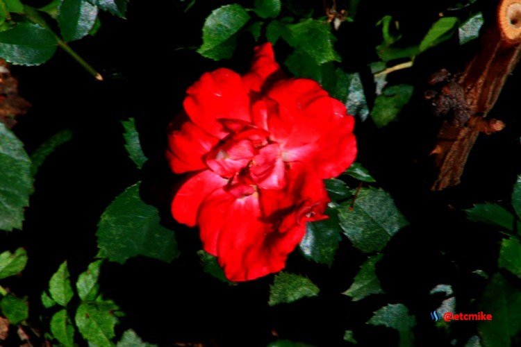 red rose M27_0024.JPG