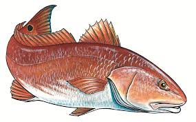 red drum.jpg