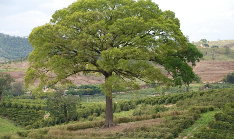 the-most-beautifull-tree-ive-ever-seen-500-years-old-jeq-flickr.jpg