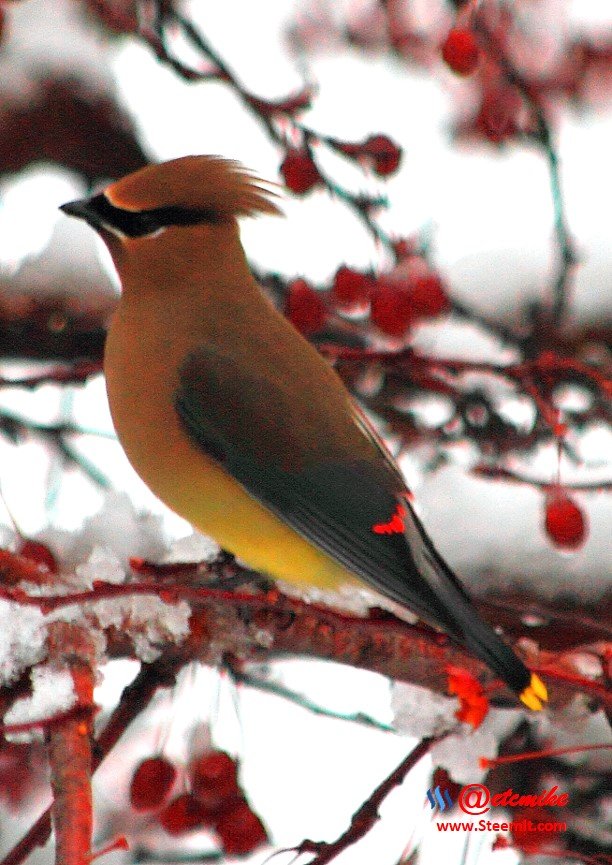 Cedar Waxing IMG_0064.JPG