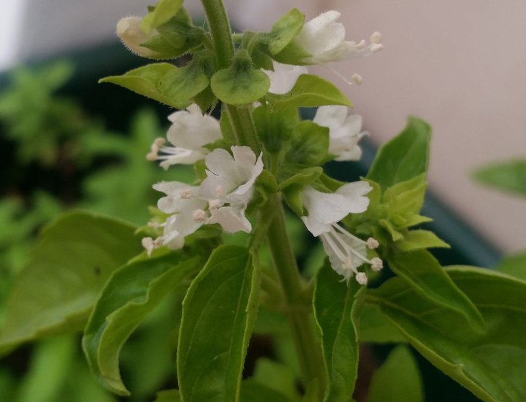 Basil Details.jpg