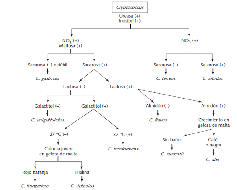 lgotitmo de identificacion.png