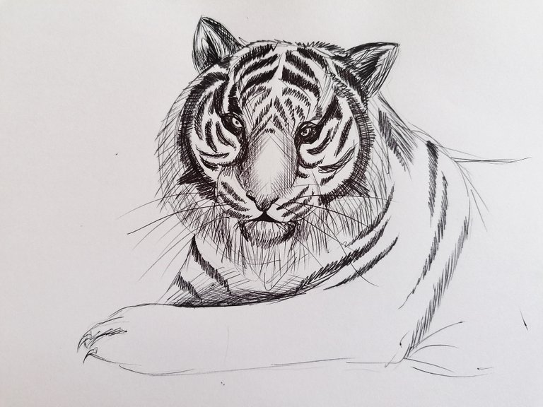 tiger pen (4).jpg