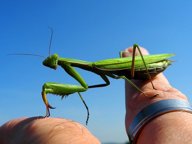 mantis-1662409_640.jpg